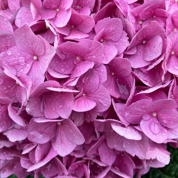 Meet your Posher, Karen - Picture 6 of 17